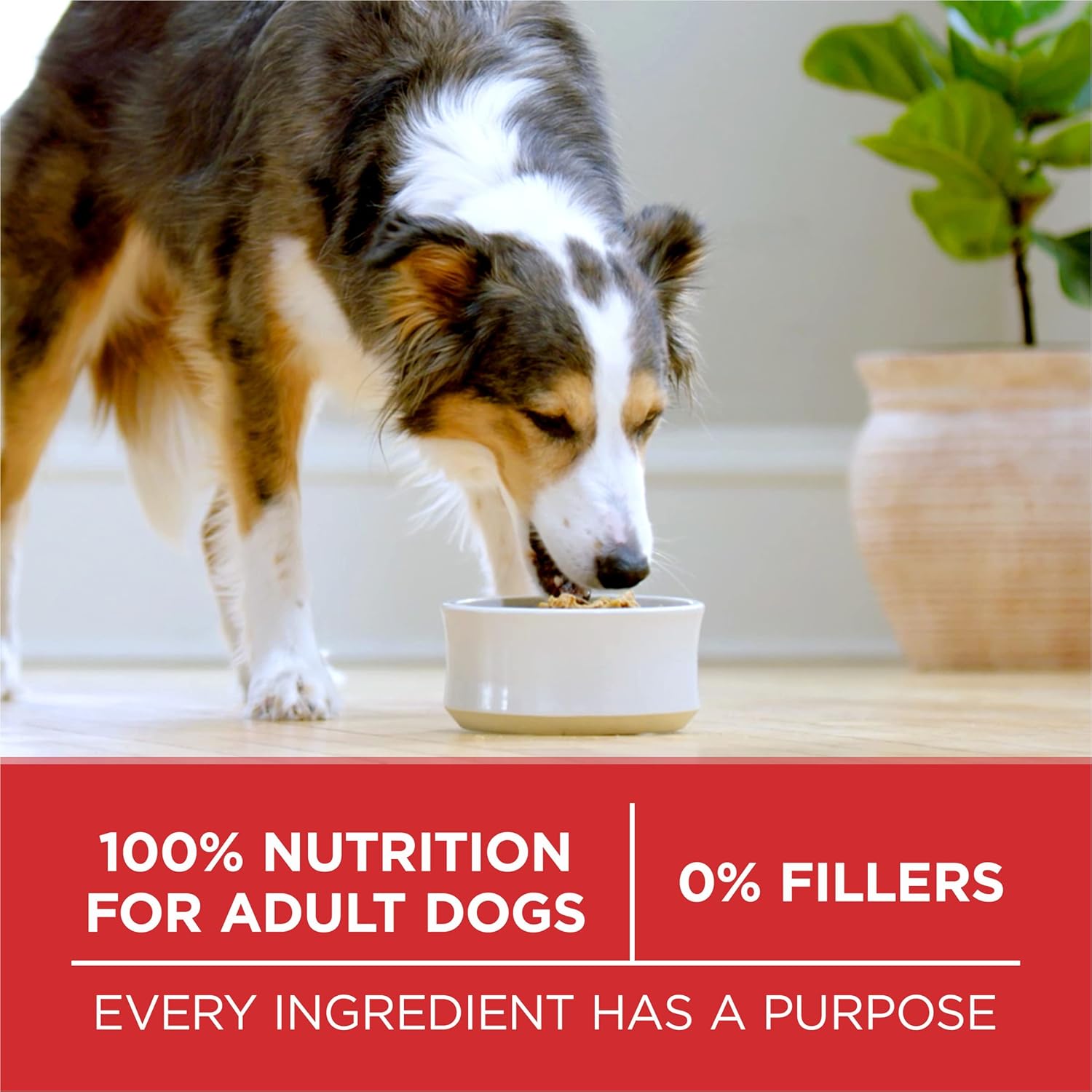 Purina ONE Chicken and Rice Formula Dry Dog Food - 16.5 lb. Bag - Image 9