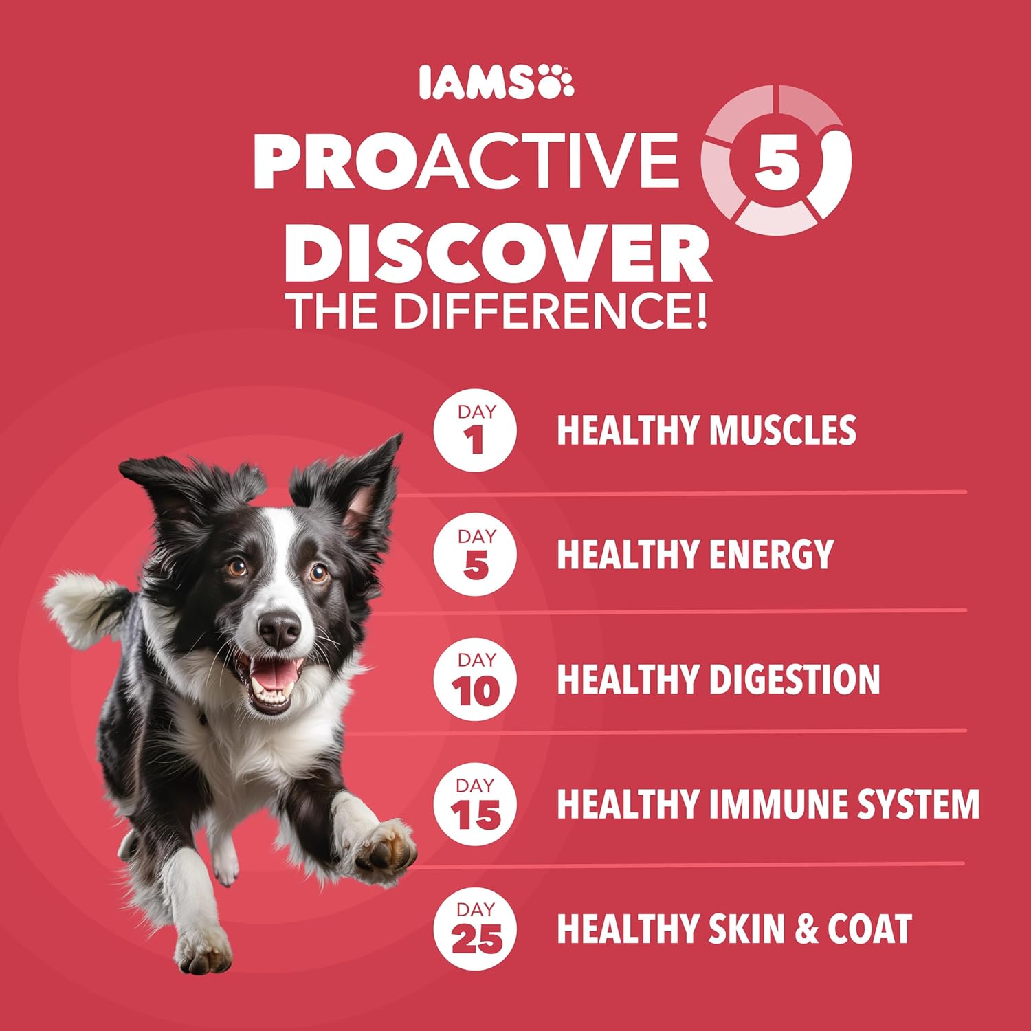 IAMS Proactive Health Dry Dog Food, Adult Dog Food Dry Recipe, Lamb & Rice, 30 lb. Bag - Image 2