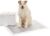 Amazon Basics Carbon Training Pads for Pets and Puppies, Extra Large, Pack of 50